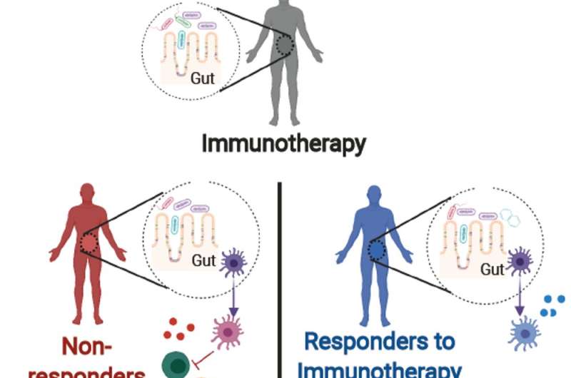 Fecal microbe transplants help cancer patients respond to immunotherapy and shrink tumors