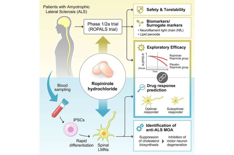 Researchers tested the safety and efficacy of ropinirole in ALS patients in an early-phase clinical trial paired with stem cell research to explore ropinirole's mechanism of action. Credit: Morimoto et al/Cell Stem Cell