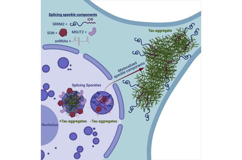 How a tangled protein kills brain cells, promotes Alzheimer's