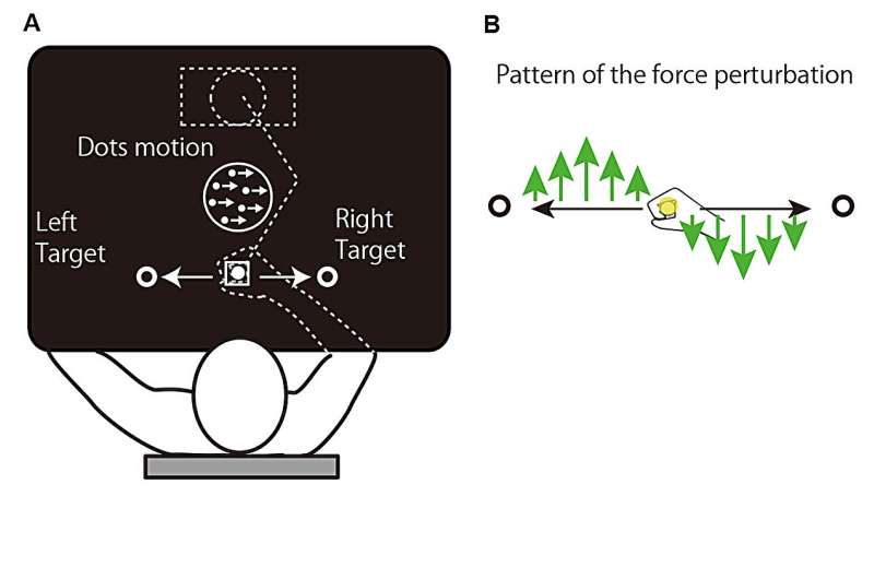 Study finds brain stores motor memories differently based on decision uncertainty