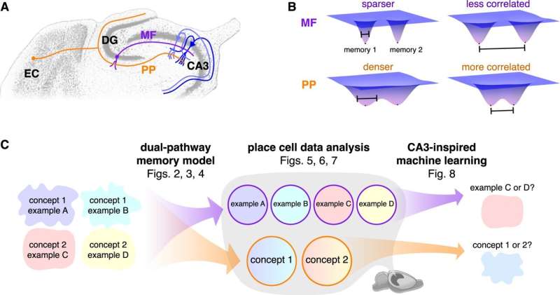 How the hippocampus records memories in stereo