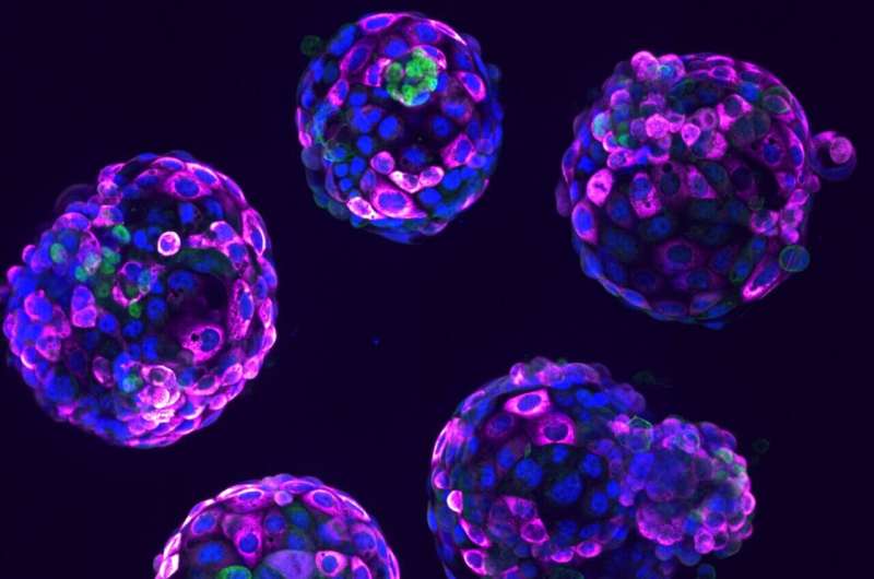 UK issues guidelines for use of stem cell-based embryo models in research