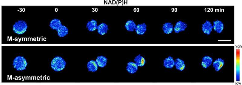 Research harnesses machine learning and imaging to give insight into stem cell behavior