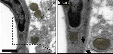 Scientists discover a new set of cells that control the blood-brain barrier