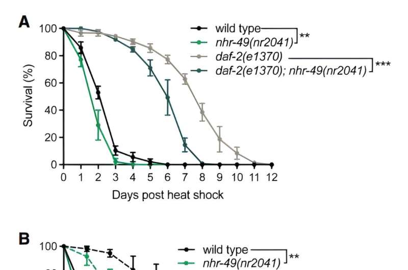 Embryo's signaling mechanism may promote healthy aging, combat neurodegenerative diseases