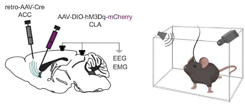 Study shows activity of claustrum neurons controls alertness level, engagement of sensory information