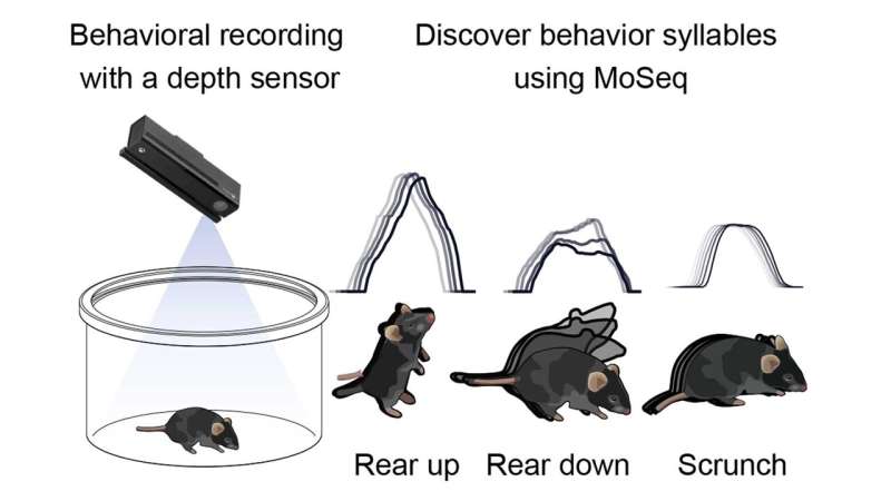 Finding the sweet spot in brain development