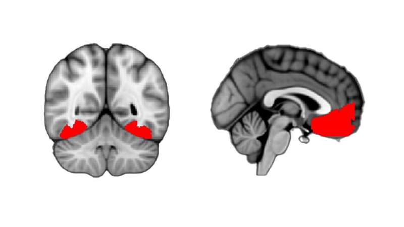 Brain-imaging study reveals curiosity as it emerges