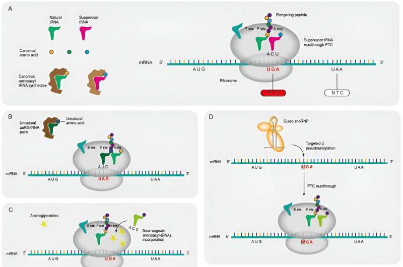 Review paper unveils the potential of suppressor tRNA in gene therapy