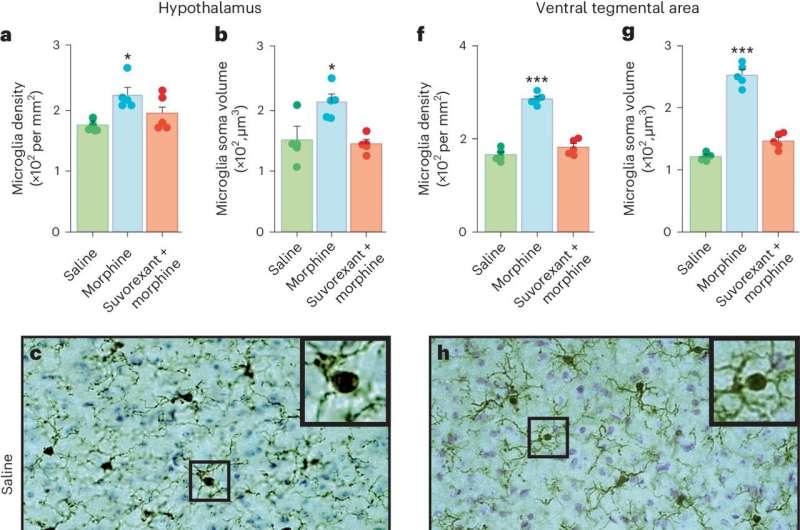 Brain neurotransmitter receptor antagonist found to prevent opioid addiction in mice