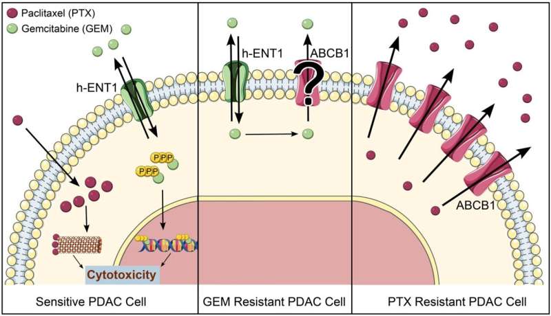 Targeting ABC transporters in PDAC – past, present, or future?