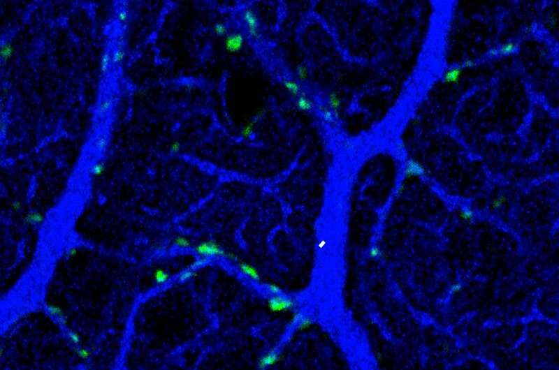 Scientists find a determining mechanism for synapse formation in the cerebellum