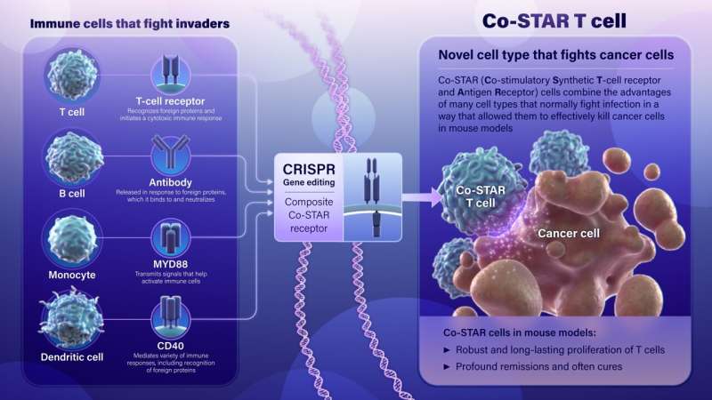 New Co-STAR receptor shows promise treating cancers in laboratory study