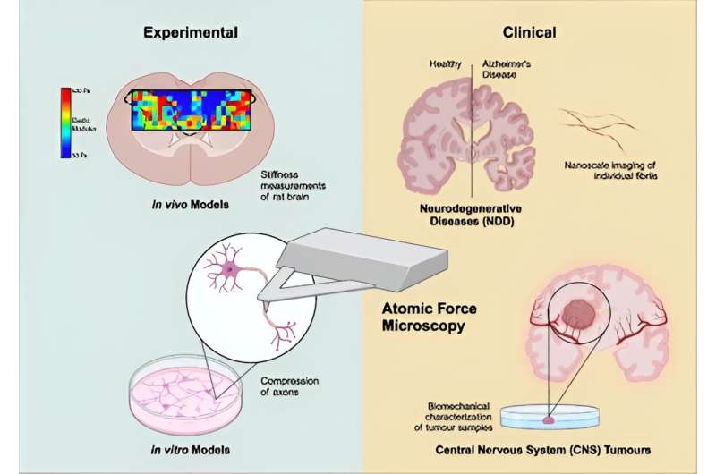 Atomic force microscopy in the characterization and clinical evaluation of neurological disorders