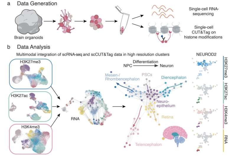 Study identifies epigenetic 'switches' that regulate the developmental trajectories of single cells