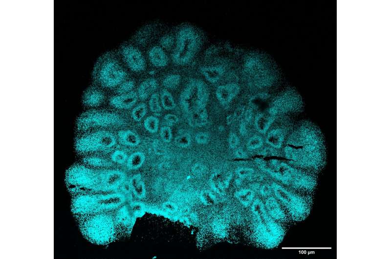 Study identifies epigenetic 'switches' that regulate the developmental trajectories of single cells