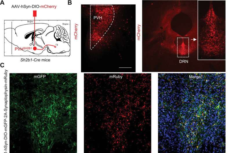 How a gene for obesity affects the brain