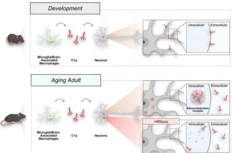 New study reveals immune protein's critical role in neuronal function and aging