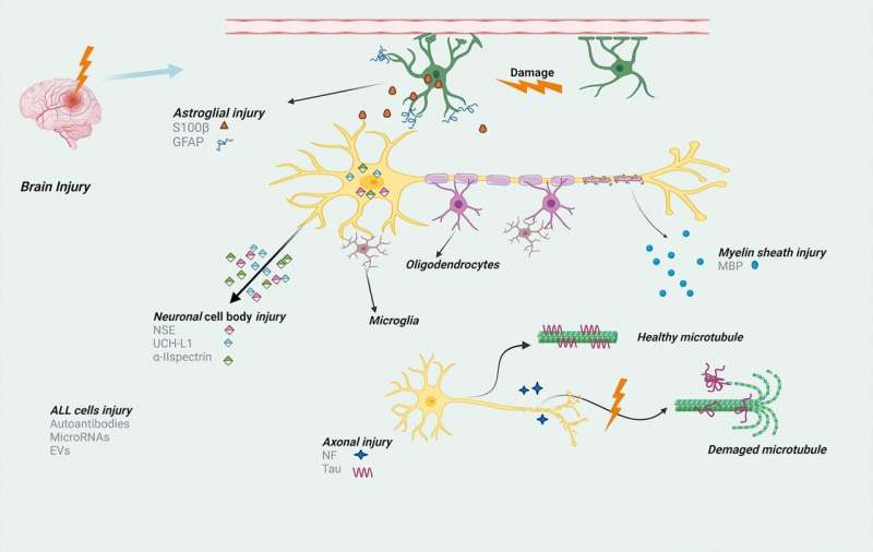 Scientists describe biomarkers associated with brain injury