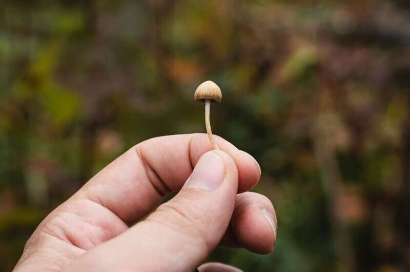 Study advances efforts to harness psilocybin's mind-altering power to treat mental illness