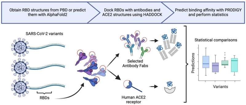 Research shows spike gene mutations do not correlate with increased SARS-CoV-2 variant severity