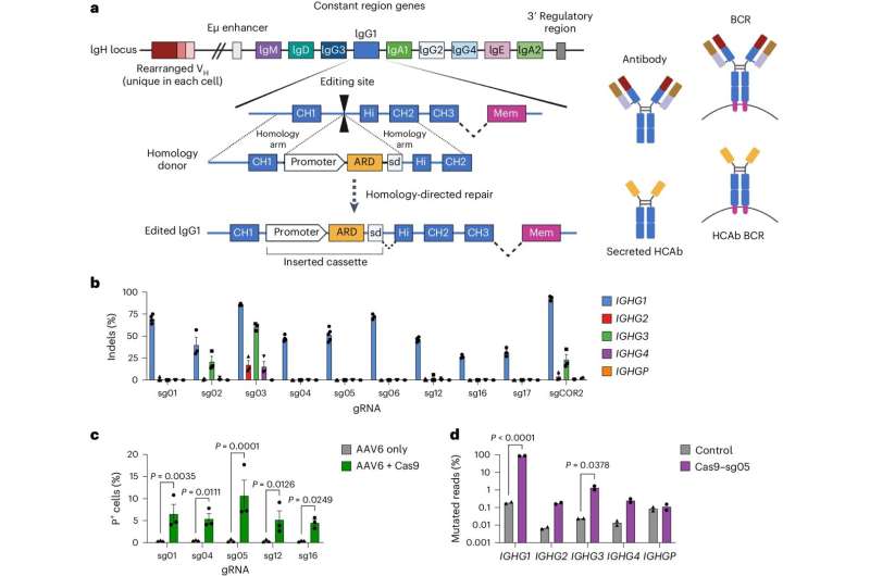 Researchers turn the body's B cells into tiny surveillance machines, antibody factories