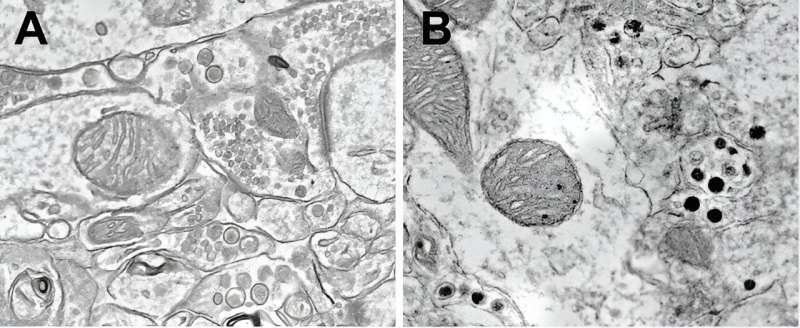 New tools reveal neuropeptides, not neurotransmitters, encode danger in the brain