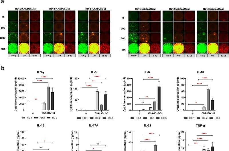 Study identifies unpredicted immune responses to adenoviral COVID vaccines