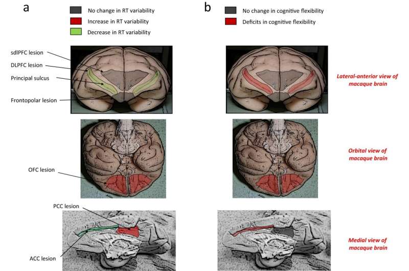 How different areas of the prefrontal cortex influence time variability in individual monkeys