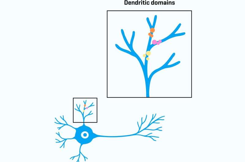 How developing neurons build 'mini-computers' for increased computational power