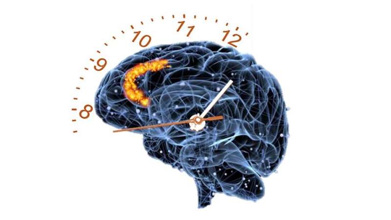 Good timing: Study unravels how our brains track time