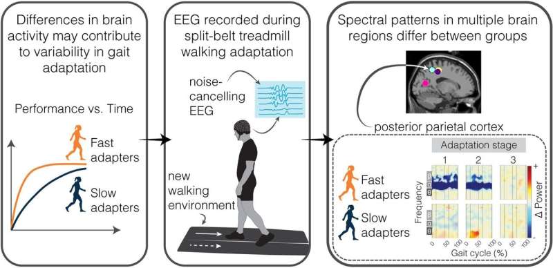 How our brains learn new athletic skills fast: Investigating electrocortical activity and faster locomotor adaptation