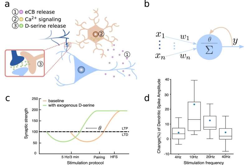 Computational neuroscientists show how astrocytes increase flexible learning