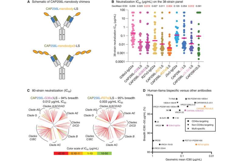 Llama nanobodies: A breakthrough in building HIV immunity