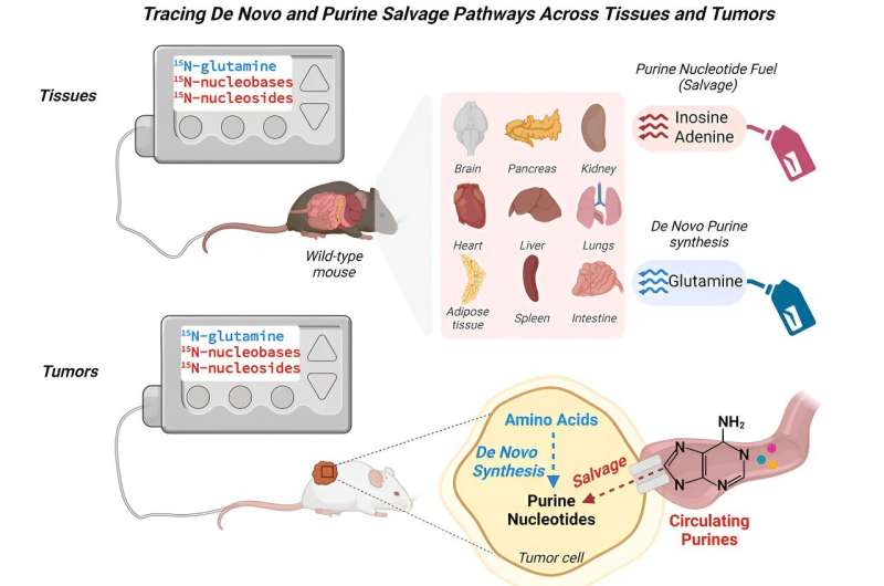 Study finds tumor growth fueled by nucleotide salvage