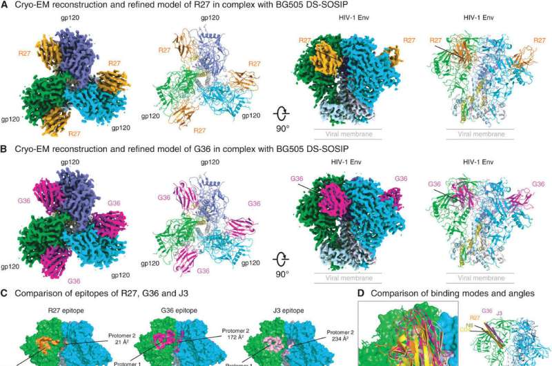 Llama nanobodies: New therapy can neutralize a wide variety of HIV-1 strains