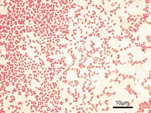 Pseudomonas aeruginosa