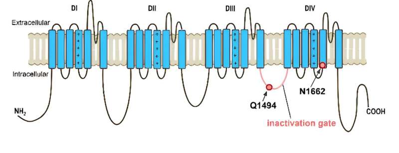 Researchers identify the 'broken gate' causing unstoppable brain signals in severe childhood epilepsy