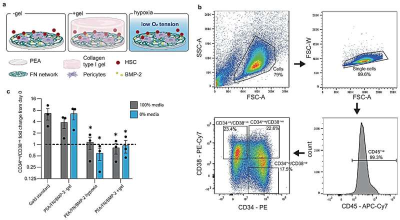 Scientists develop first bone marrow model that supports human stem cells