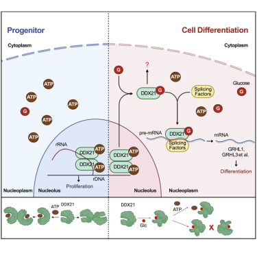 The interaction between glucose and DDX21 in tissue differentiation and cancer metabolism 