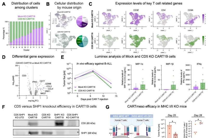 Knockout of CD5 on CAR T cells shown to boost anti-tumor efficacy