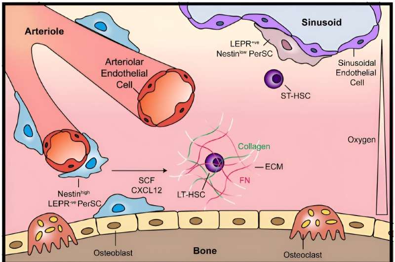 Scientists develop first bone marrow model that supports human stem cells