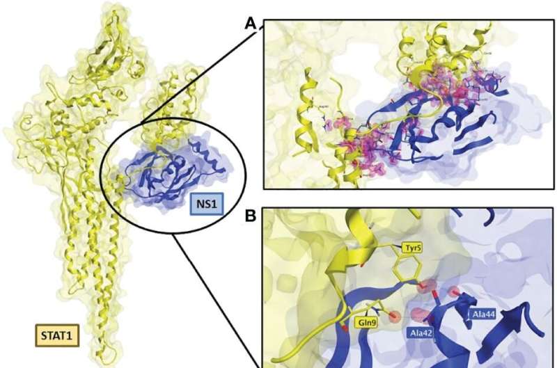 Scientists pinpoint new drug target for RSV