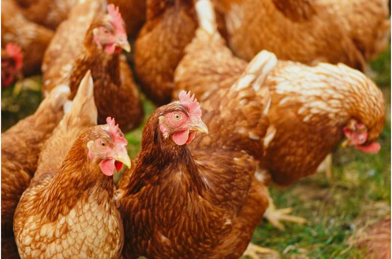 CDC: Heat may have contributed to four human cases of bird flu in Colorado