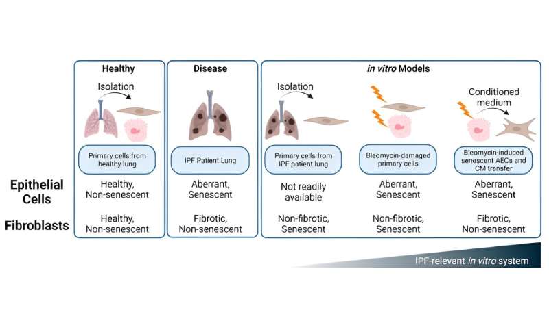 Modulating in vitro lung fibroblast activation via senolysis of senescent human alveolar epithelial cells