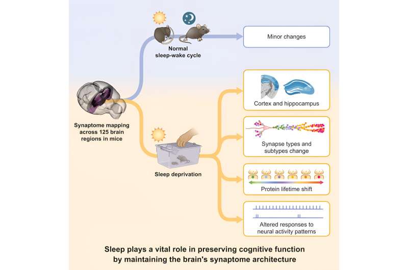 Sleep deprivation in mice found to reduce brain synapse diversity