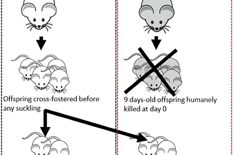 Mouse model reveals colostrum's critical role in fighting undernutrition