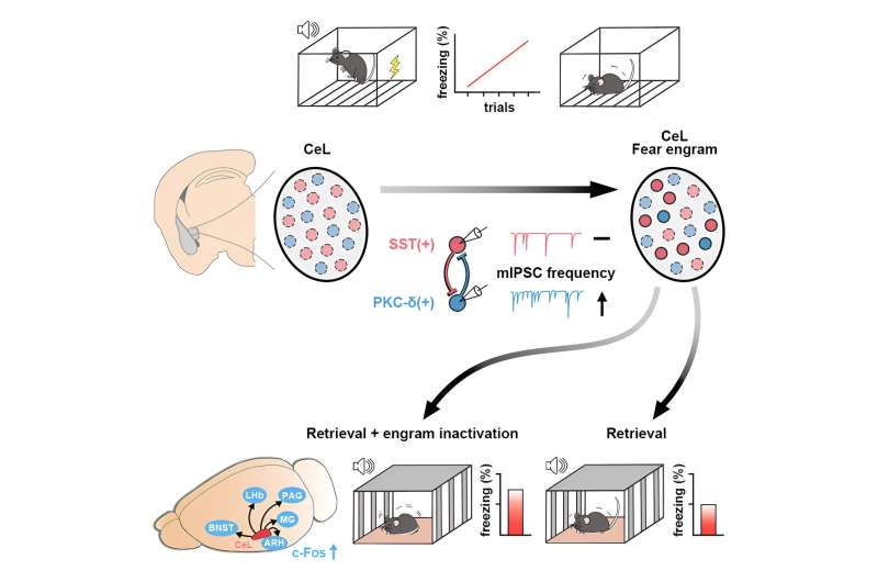 Mouse study illuminates how fearful memories form