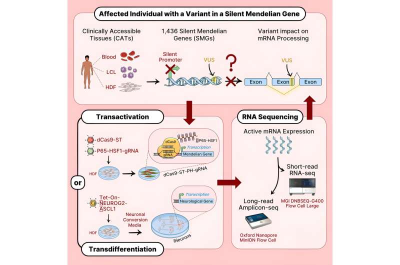 Skin may hold key to neurodevelopmental disorder diagnoses