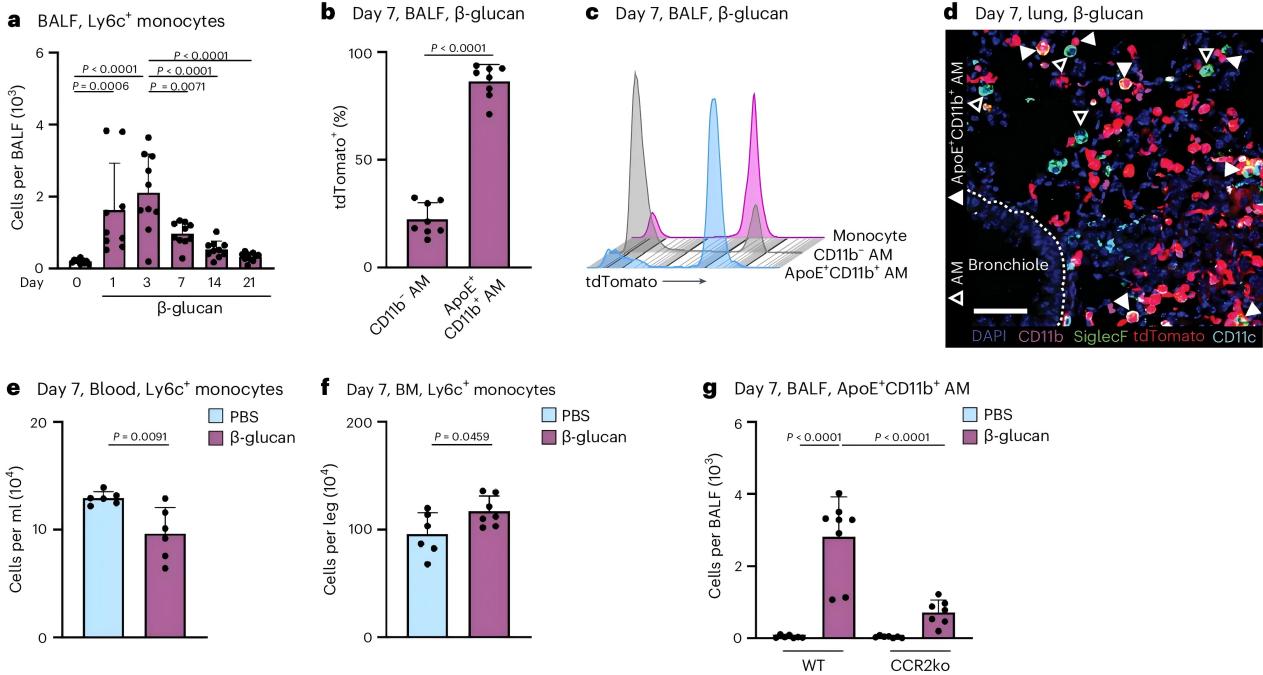 Apolipoprotein E's Critical Role in Monocyte-Derived Alveolar Macrophage Development and Pulmonary Low-Grade Inflammation 